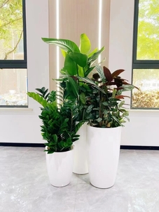 探秘镇海花卉租赁，解锁缤纷绿植装点空间的秘密武器