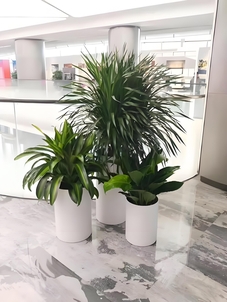 宁波余姚植物租赁公司 宁波余姚植物租赁公司